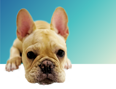 代表取締役　新井健太郎 写真